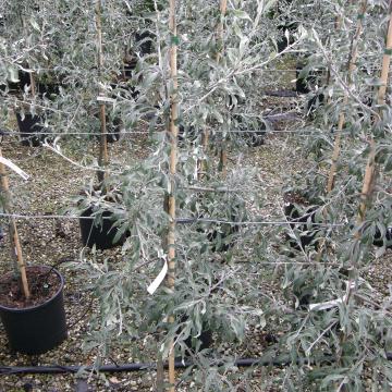 Pyrus salicifolia 'Pendula'