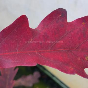 Quercus alba 'Laura'