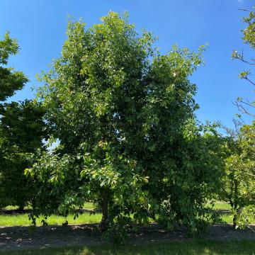 Quercus bicolor 'Select'