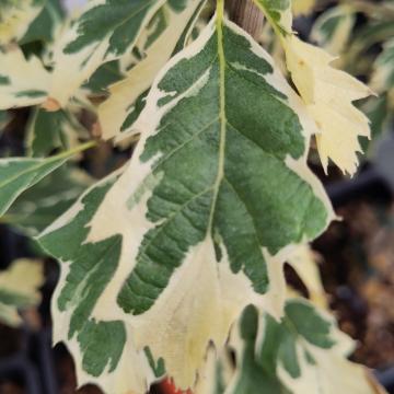 Quercus cerris 'Variegata'