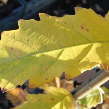 Quercus hickelii (x)