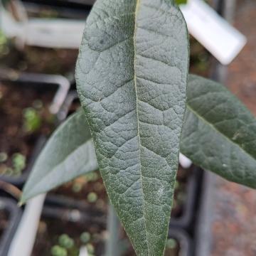 Quercus hypoleucoides