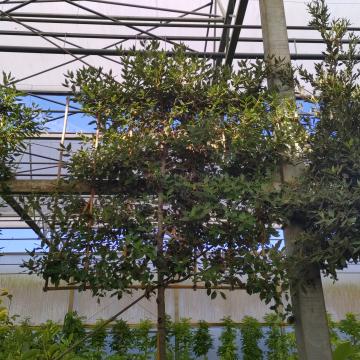 Quercus ilex - screen preformed