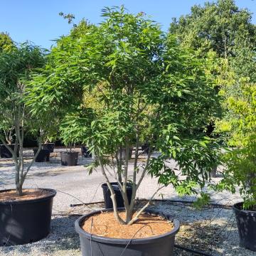 Quercus myrsinifolia