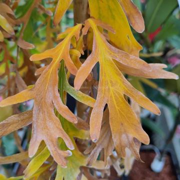 Quercus robur 'Posnania'