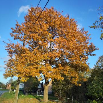 Quercus serrata 'Léon'