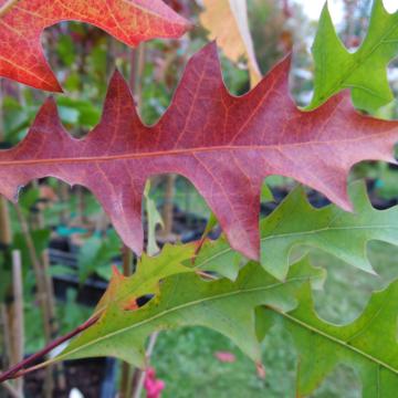 Quercus texana 'New Madrid'