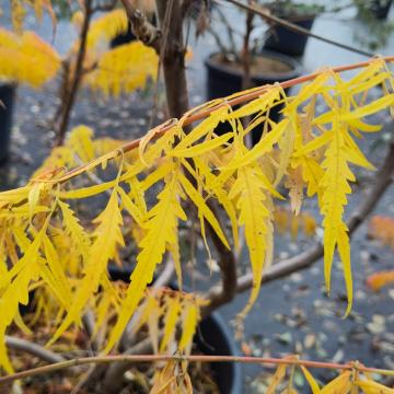Rhus typhina 'Dissecta'