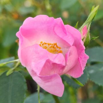 Rosa pendulina 'Bourgogne'