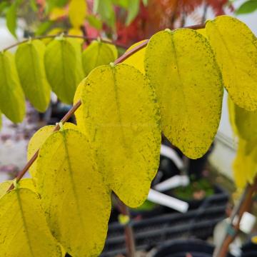 Robinia 'Purple Robe'