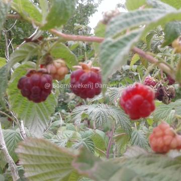 Rubus ideaus 'Autumn Bliss'