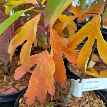 Sassafras albidum
