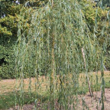 Salix sepulcralis 'Chrysocoma' (x)
