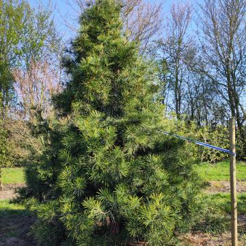 Sciadopitys verticillata