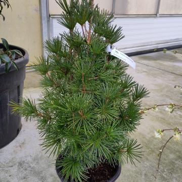 Sciadopitys verticillata 'Grune Kugel'