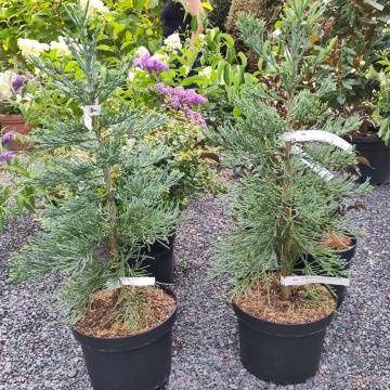 Sequoiadendron giganteum 'Glaucum'