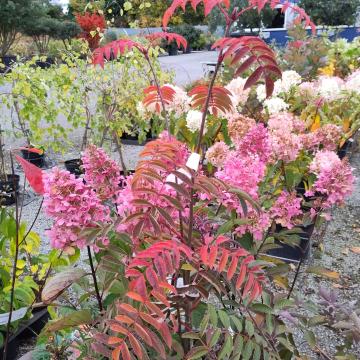 Sorbus americana 'Jermyns'