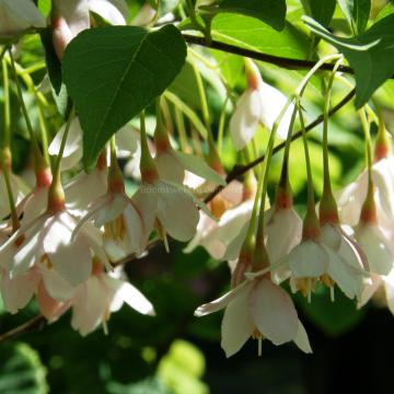 Styrax japonicus 'Pink Chimes'