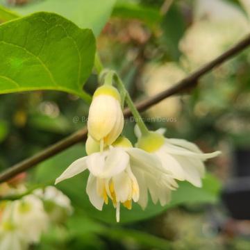 Styrax officinalis