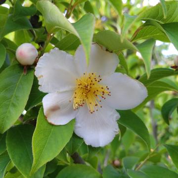 Stewartia rostrata