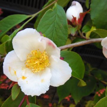 Stewartia rostrata 'Pink Form'