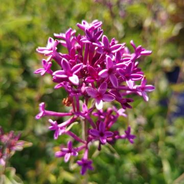 Syringa 'Dark Purple' Bloomerang ®