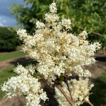 Syringa pekinensis 'China Snow'