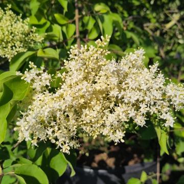 Syringa pekinensis