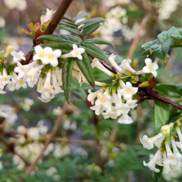 Syringa pinnatifolia