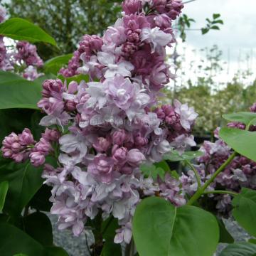 Syringa vulgaris 'Katherine Havemeyer'