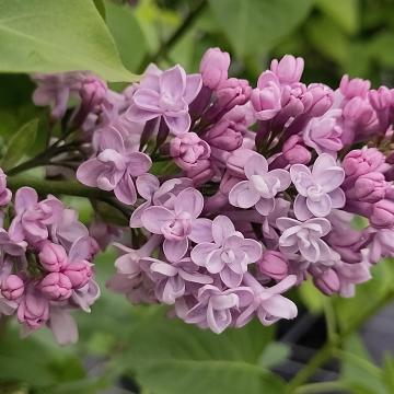 Syringa vulgaris 'Michel Buchner'