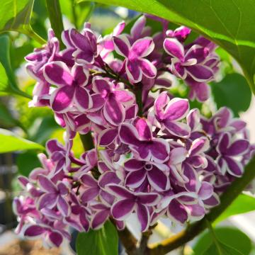 Syringa vulgaris 'Sensation'