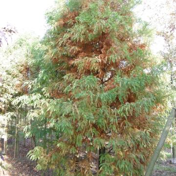 Taxodium distichum