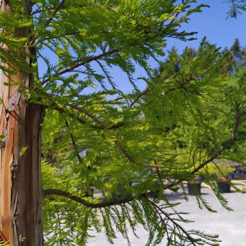 Taxodium distichum 'Pendens'