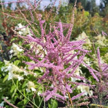 Tamarix ramosissima 'Rubra'