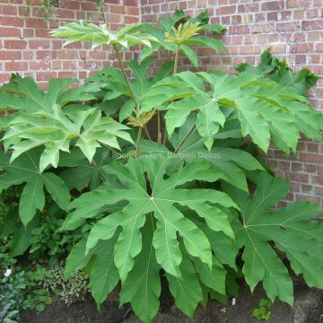 Tetrapanax papyrifer