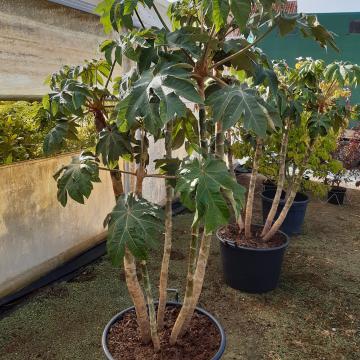 Tetrapanax papyrifer 'Rex'