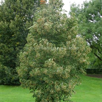 Tilia henryana 'Arnold's Select'