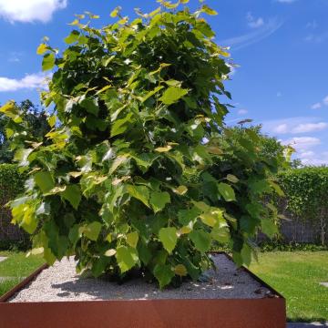 Tilia henryana