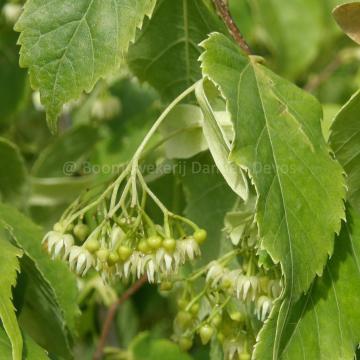 Tilia kiusiana