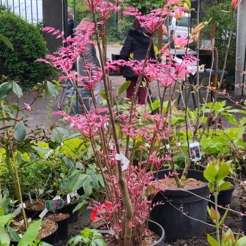 Toona sinensis 'Flamingo'