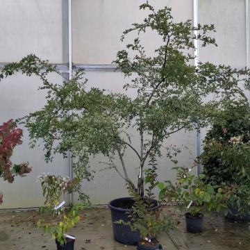 Ulmus parvifolia 'Geisha'