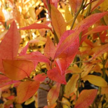 Vaccinium corymbosum 'Goldtraube'