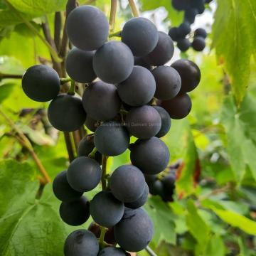 Vitis 'Buffalo' (blue)