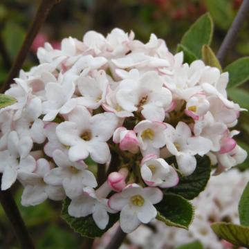 Viburnum burkwoodii 'Anne Russell' (x)