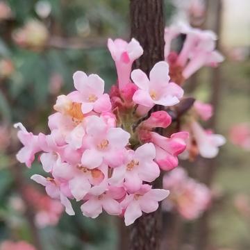 Viburnum bodnantense 'Charles Lamont'