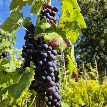Vitis 'Boskoop Glory'