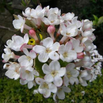 Viburnum burkwoodii 'Mohawk' (x)