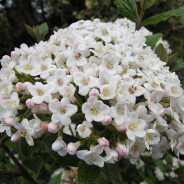 Viburnum burkwoodii (x)