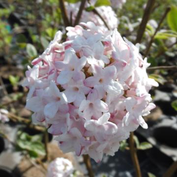 Viburnum carlesii 'Aurora'